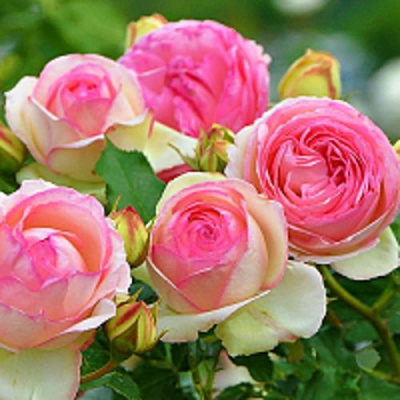 Роза ПЬЕР ДЕ РОНСАР плетистая в Павлодаре