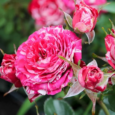 Роза АРРОУ ФОЛИЕС спрей в Павлодаре