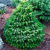 Пихта НОРДМАНА в Павлодаре