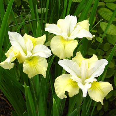 Ирис ЙЕЛЛОУ ТЕЙЛ сибирский в Павлодаре