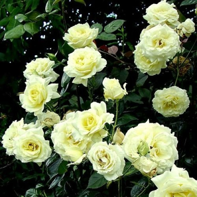 Роза ЭЛЬФ плетистая в Павлодаре