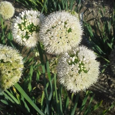 Лук слизун в Павлодаре