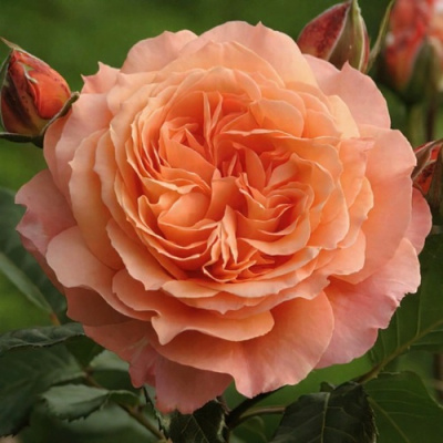 Роза БЕЛЬВЕДЕР шраб в Павлодаре