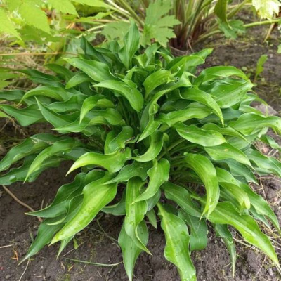 Хоста ГАРРИ ВАН ТРИЕР в Павлодаре