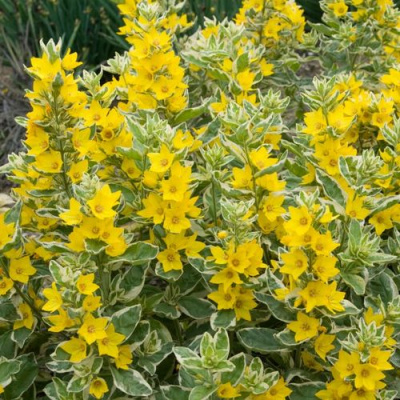 Вербейник АЛЕКСАНДР точечный в Павлодаре