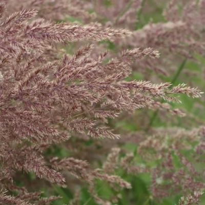 Вейник КАРЛ ФОРСТЕР остроцветковый в Павлодаре