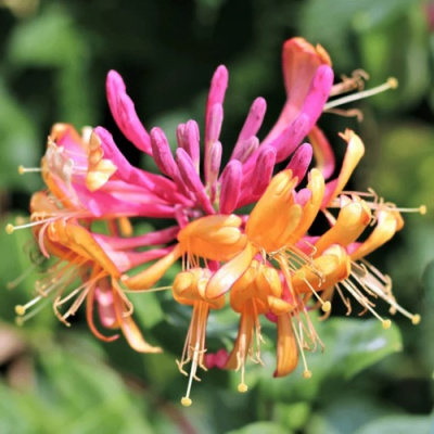 Жимолость ГЕКРОТА в Павлодаре