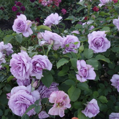 Роза ЛАВ СОНГ флорибунда в Павлодаре