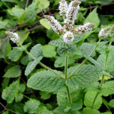 Мята яблочная в Павлодаре