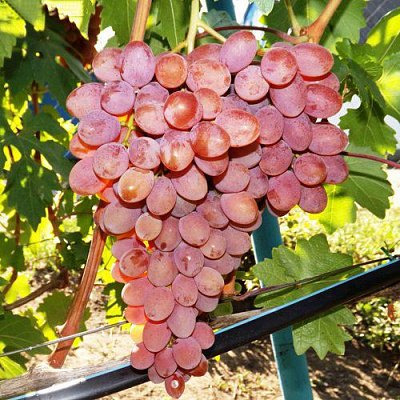 Виноград РУМБА в Павлодаре