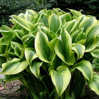 Хоста АУРЕОМАРГИНАТА в Павлодаре