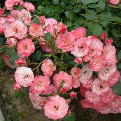 Роза ПАТ ДЕ ВЕЛЮР шраб в Павлодаре