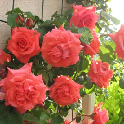 Роза ДИ ДИ БРИДЖУОТЕР плетистая в Павлодаре