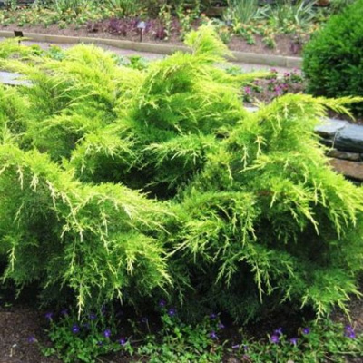 Можжевельник ГОЛД КОСТ средний в Павлодаре