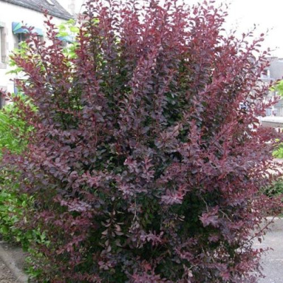 Барбарис АТРОПУРПУРЕА тунберга в Павлодаре