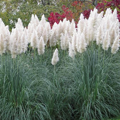 Кортадерия белая (пампасная трава) в Павлодаре