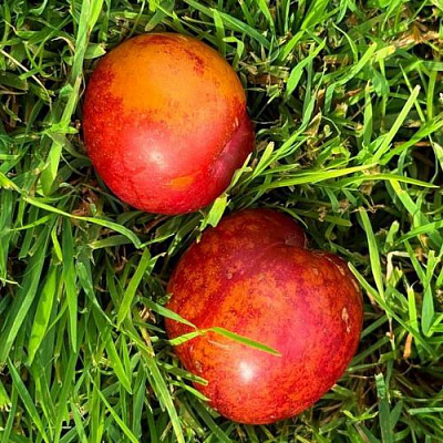 Шарафуга НЕКТАРИННАЯ в Павлодаре