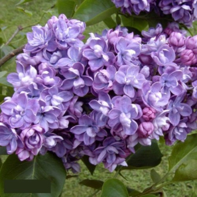 Сирень АМИ ШОТТ в Павлодаре