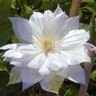 Клематис ДАЧЕСС ОФ ЭДИНБУРГ в Павлодаре