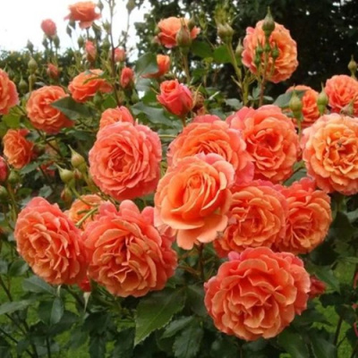 Роза БЕЛЬВЕДЕР шраб в Павлодаре