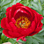 Пион РЕД РЕД РОУЗ травянистый в Павлодаре
