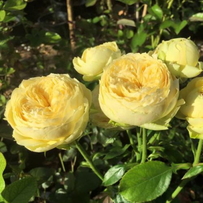 Роза КАТАЛИНА спрей в Павлодаре