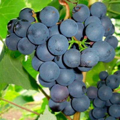 Виноград ЮОДУПЕ в Павлодаре