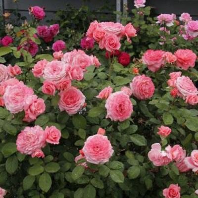 Роза ИНСТИТУТ ЛЮМЬЕР шраб в Павлодаре