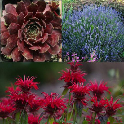 Комплект ФИОЛЕТОВОЕ ВДОХНОВЕНИЕ в Павлодаре