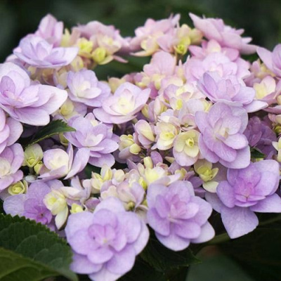Гортензия Ю ЭНД МИ ФОРЕВЕР крупнолистная в Павлодаре