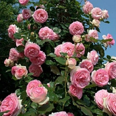 Роза ПЬЕР ДЕ РОНСАР плетистая в Павлодаре