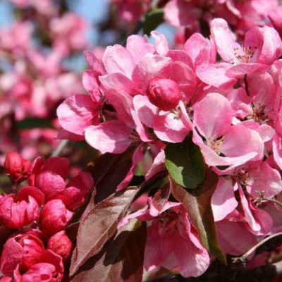 Яблоня РУДОЛЬФ декоративная  в Павлодаре