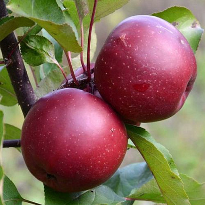 Яблоня красномясая в Павлодаре