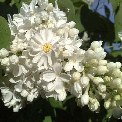 Сирень РОЧЕСТЕР в Павлодаре