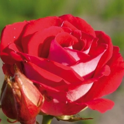 Роза ШОНЕ КОБЛЕНЦЕРИН флорибунда в Павлодаре