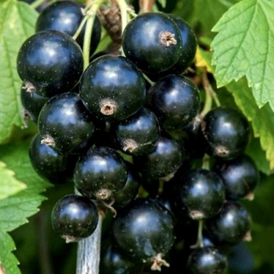 Смородина чёрная СЕЛЕЧЕНСКАЯ в Павлодаре