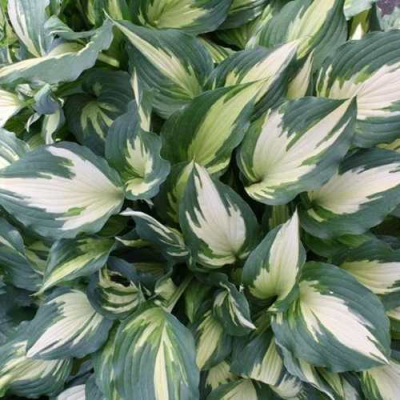 Хоста КРИСМАС КЭНДИ гибридная в Павлодаре