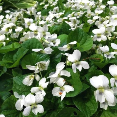 Фиалка АЛЬБИФЛОРА сестринская в Павлодаре