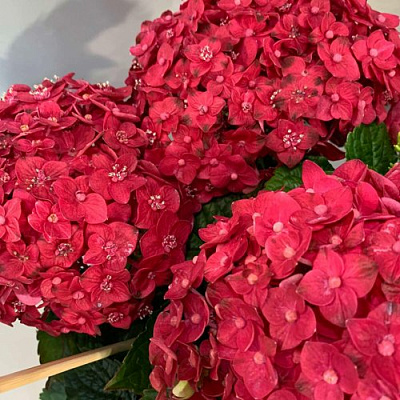 Гортензия ЭНДЛЕСС САММЕР ЛАВ крупнолистная в Павлодаре