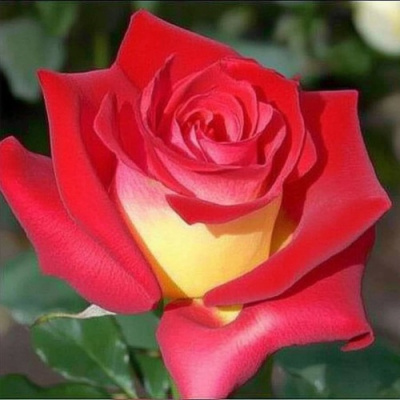 Роза ФРЕНДШИП чайно-гибридная в Павлодаре