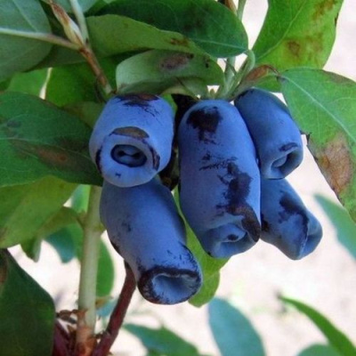Жимолость съедобная ГОЛУБОЙ ДЕСЕРТ в Павлодаре