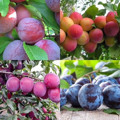 Комплект СЛИВОВЫЙ САД в Павлодаре