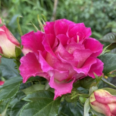 Роза БРЕРА флорибунда в Павлодаре