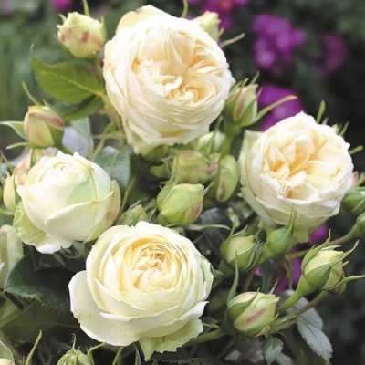 Роза ВЕНДИНГ ПИАНО чайно-гибридная в Павлодаре