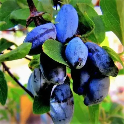 Жимолость съедобная БЛУ ТРЕЖЭ (ГОЛУБОЕ СОКРОВИЩЕ) в Павлодаре
