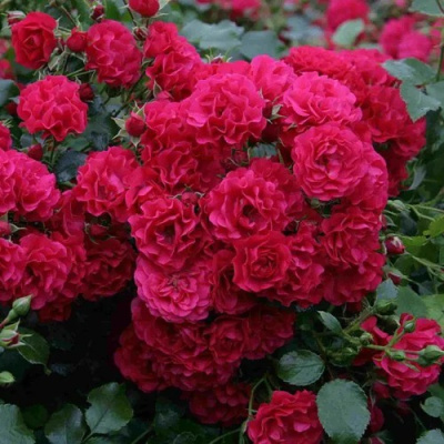 Роза почвопокровная РАДОСТЬ САДОВНИКА (ГАРТЕН ФРОЙДЕ) в Павлодаре