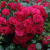Роза почвопокровная РАДОСТЬ САДОВНИКА (ГАРТЕН ФРОЙДЕ) в Павлодаре