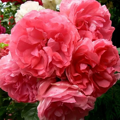 Роза РОЗАРИУМ ЮТЕРСОН плетистая в Павлодаре