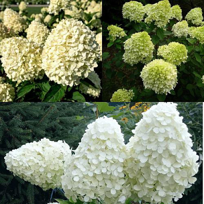 Комплект НЕЖНЫЙ КАПУЧИНО в Павлодаре