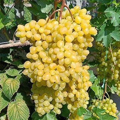 Виноград КИШМИШ ЦИМУС в Павлодаре